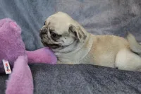 Patrick, a male Pug for sale in Salina, KS – Photo 3 of 9