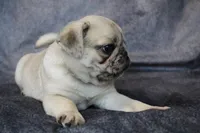 Patrick, a male Pug for sale in Salina, KS – Photo 2 of 9