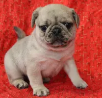 Patrick, a male Pug for sale in Salina, KS – Photo 6 of 9