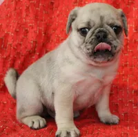 Patrick, a male Pug for sale in Salina, KS – Photo 9 of 9