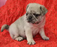 Patrick, a male Pug for sale in Salina, KS – Photo 5 of 9