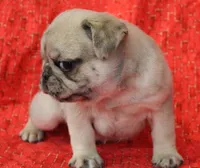 Patrick, a male Pug for sale in Salina, KS – Photo 8 of 9