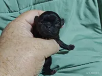 Katie Pug Love girl, a female Pug for sale in Salina, KS – 2 of 6
