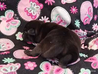 MINNIE, a female Pug for sale in Salina, KS – 10 of 10