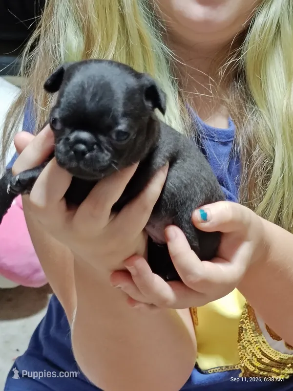 Katie Pug Love girl – Pug puppy for sale in Salina, KS