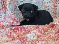 Hubert, a male Pug for sale in Salina, KS – 5 of 7