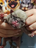 Otis Man Fawn Boy, a male Pug for sale in Salina, KS – 7 of 7
