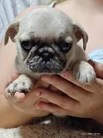 Otis Man Fawn Boy, a male Pug for sale in Salina, KS – 2 of 10