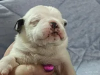 Bosco, a male Pug for sale in Salina, KS – Photo 1 of 7