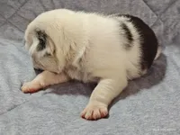 Bosco, a male Pug for sale in Salina, KS – Photo 7 of 7