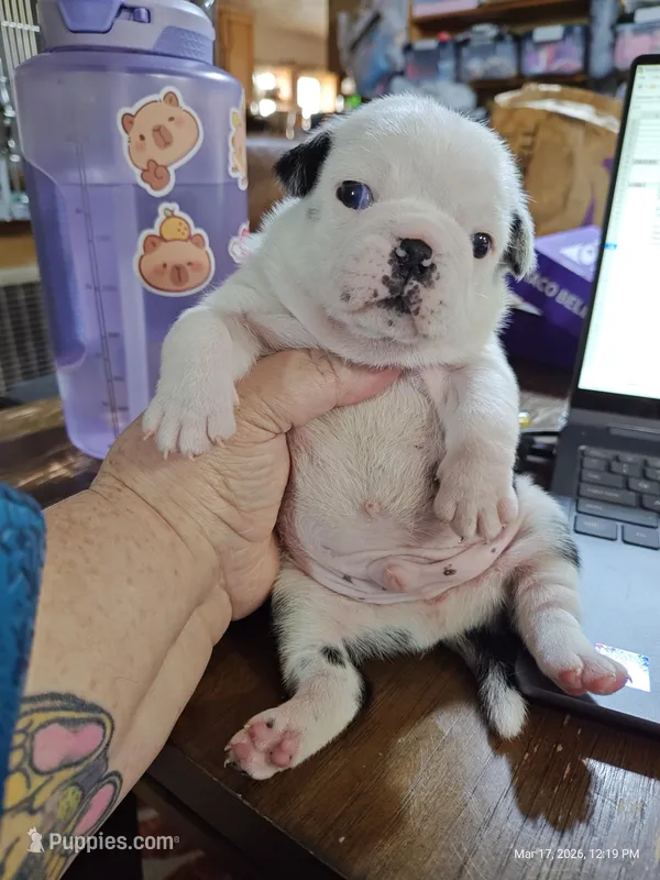 Bosco – Pug puppy for sale in Salina, KS