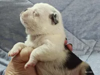 Bosco, a male Pug for sale in Salina, KS – Photo 2 of 7