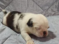 Bosco, a male Pug for sale in Salina, KS – Photo 5 of 7