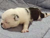 Bosco, a male Pug for sale in Salina, KS – Photo 4 of 7