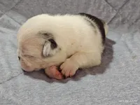 Bosco, a male Pug for sale in Salina, KS – Photo 3 of 7