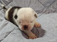 Bosco, a male Pug for sale in Salina, KS – Photo 6 of 7