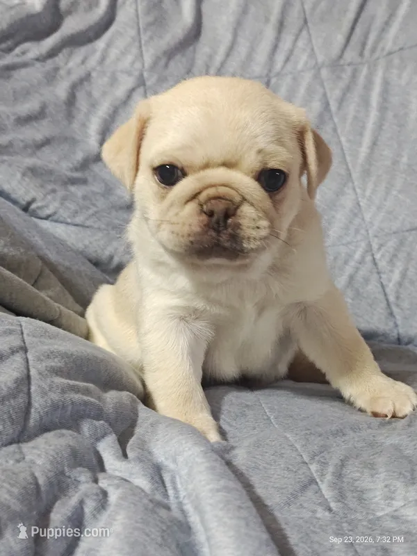 Doug the Pug Boy – Pug puppy for sale in Salina, KS