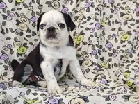 Flora, a female Pug for sale in Salina, KS – 6 of 10