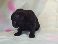 BABBS, a female Pug for sale in Salina, KS – 3 of 8
