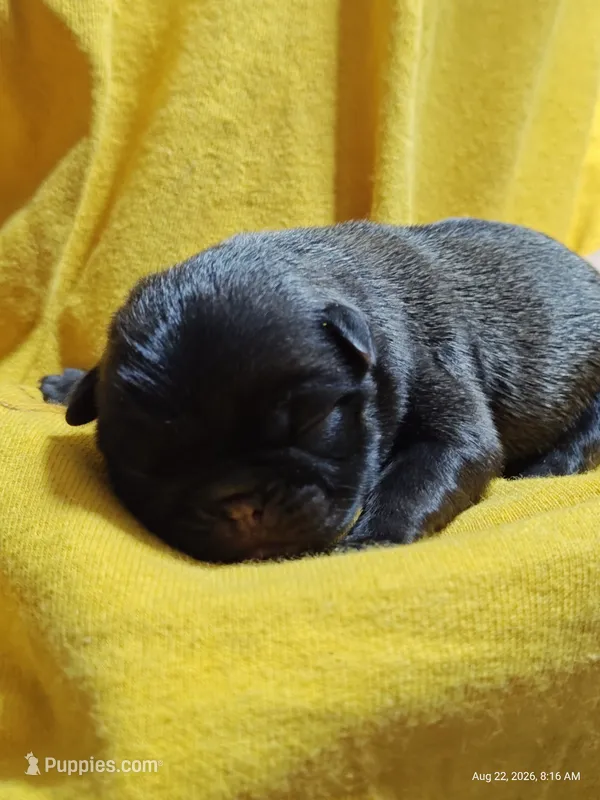 Waffles  – Pug puppy for sale in Salina, KS