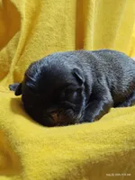 Waffles , a female Pug for sale in Salina, KS – 1 of 5
