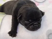 BABBS, a female Pug for sale in Salina, KS – 3 of 9