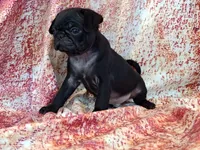Hubert, a male Pug for sale in Salina, KS – 6 of 7