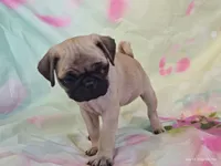 Merida , a female Pug for sale in Salina, KS – 2 of 10