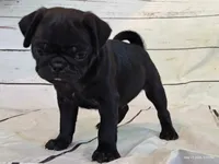 Ellis, a male Pug for sale in Salina, KS – 2 of 7