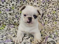 Aurora, a female Pug for sale in Salina, KS – 4 of 10