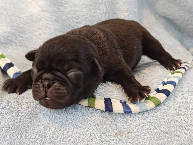 MICKEY – Pug puppy for sale in Salina, KS