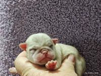 Doug the Pug Boy, a male Pug for sale in Salina, KS – 7 of 10