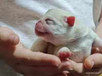 Lola Cream Pug Girl, a female Pug for sale in Salina, KS – 6 of 7