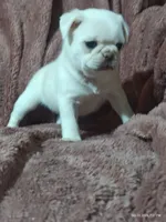 Lola , a male Pug for sale in Salina, KS – 6 of 9