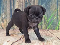 Harris, a male Pug for sale in Salina, KS – 2 of 6