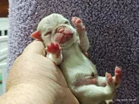 Doug the Pug Boy, a male Pug for sale in Salina, KS – 6 of 10