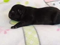 BABBS, a female Pug for sale in Salina, KS – 2 of 9