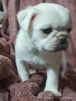Lola , a male Pug for sale in Salina, KS – 7 of 9