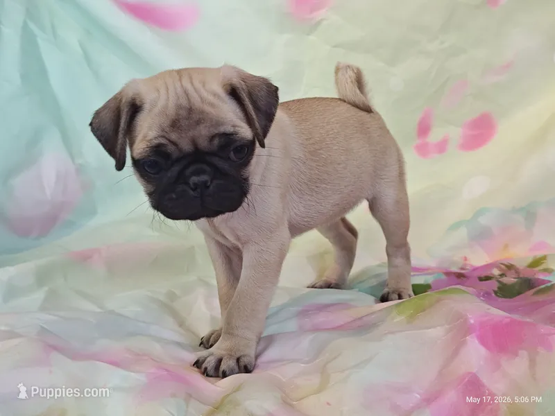 Merida  – Pug puppy for sale in Salina, KS