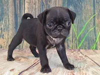 Harris, a male Pug for sale in Salina, KS – 6 of 6
