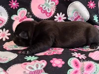MINNIE, a female Pug for sale in Salina, KS – 2 of 10