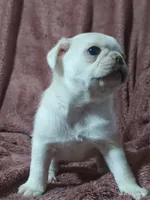 Lola , a male Pug for sale in Salina, KS – 9 of 9