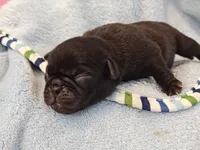MICKEY, a male Pug for sale in Salina, KS – 7 of 10