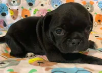 Ace, a male Pug for sale in Salina, KS – Photo 4 of 6