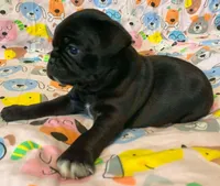 Ace, a male Pug for sale in Salina, KS – Photo 5 of 6