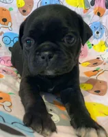 Ace, a male Pug for sale in Salina, KS – Photo 6 of 6