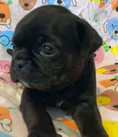 Ace, a male Pug for sale in Salina, KS – Photo 3 of 6