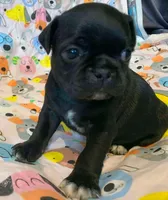 Ace, a male Pug for sale in Salina, KS – Photo 2 of 6