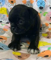 Ace, a male Pug for sale in Salina, KS – Photo 1 of 6