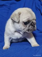 Otis Man Fawn Boy, a male Pug for sale in Salina, KS – 7 of 10